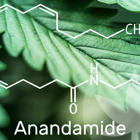 Tout ce que vous devez savoir sur l’anandamide