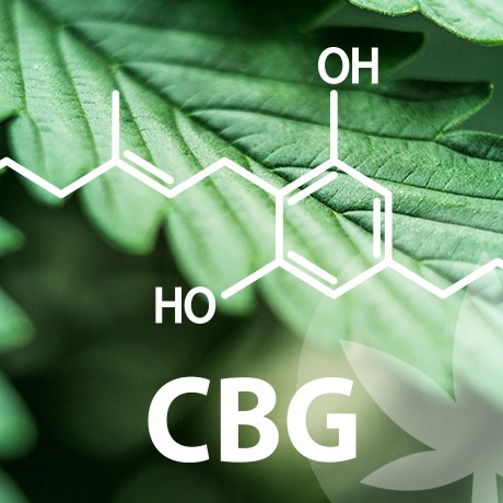 Le vaste monde des cannabinoïdes commence par le CBG