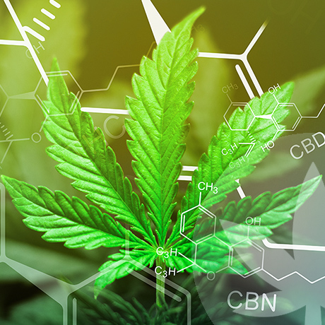 CBN et CBD : quelle différence ?