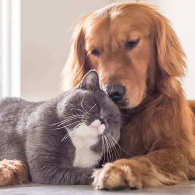 6 façons dont l'huile au CBD peut aider votre animal de compagnie