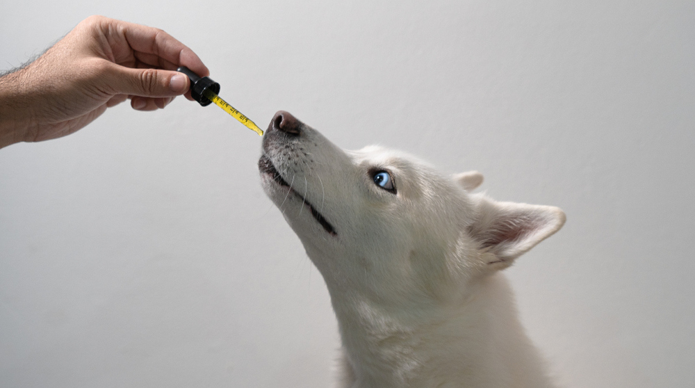 L'huile de CBD pour animaux de compagnie : avantages et sécurité