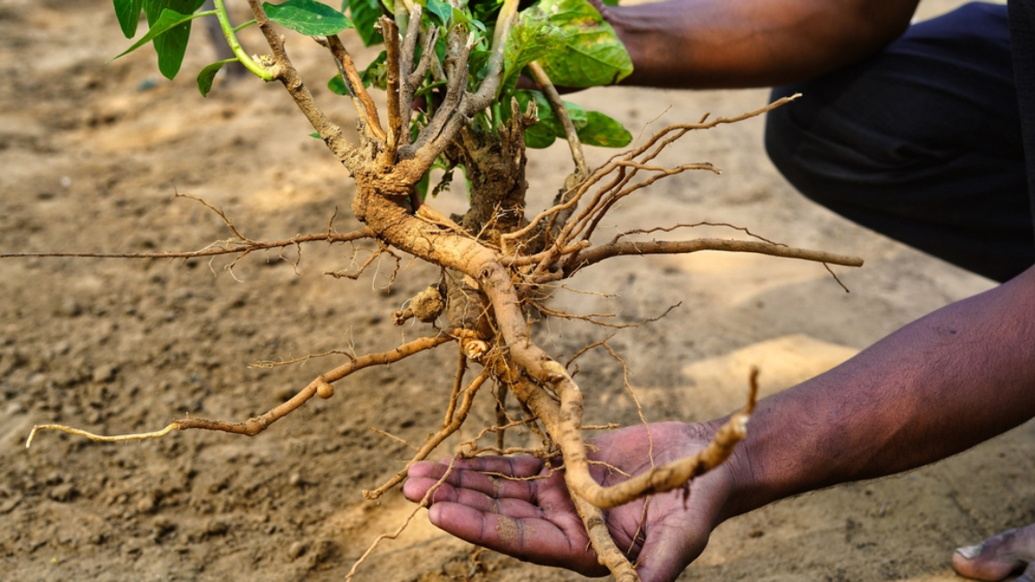 Les bienfaits de l'ashwagandha, son dosage et ses conseils de sécurité