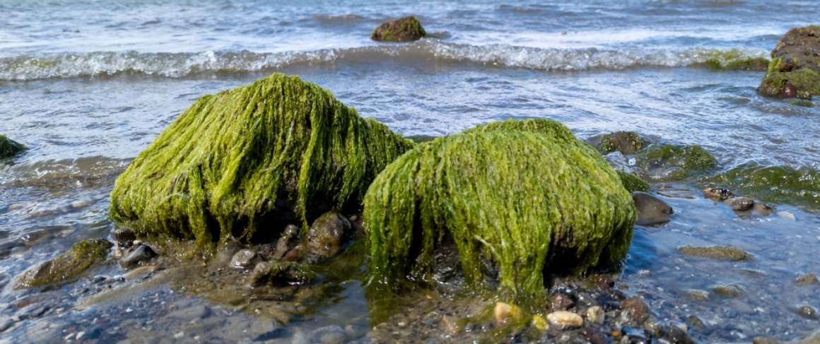 Mousse de mer : Nutrition, santé et gestion du poids