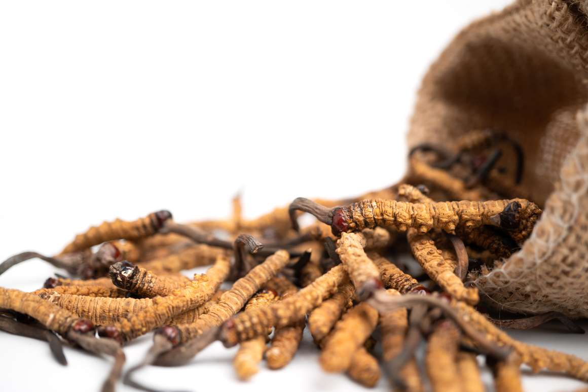 Cordyceps : Avantages pour la santé