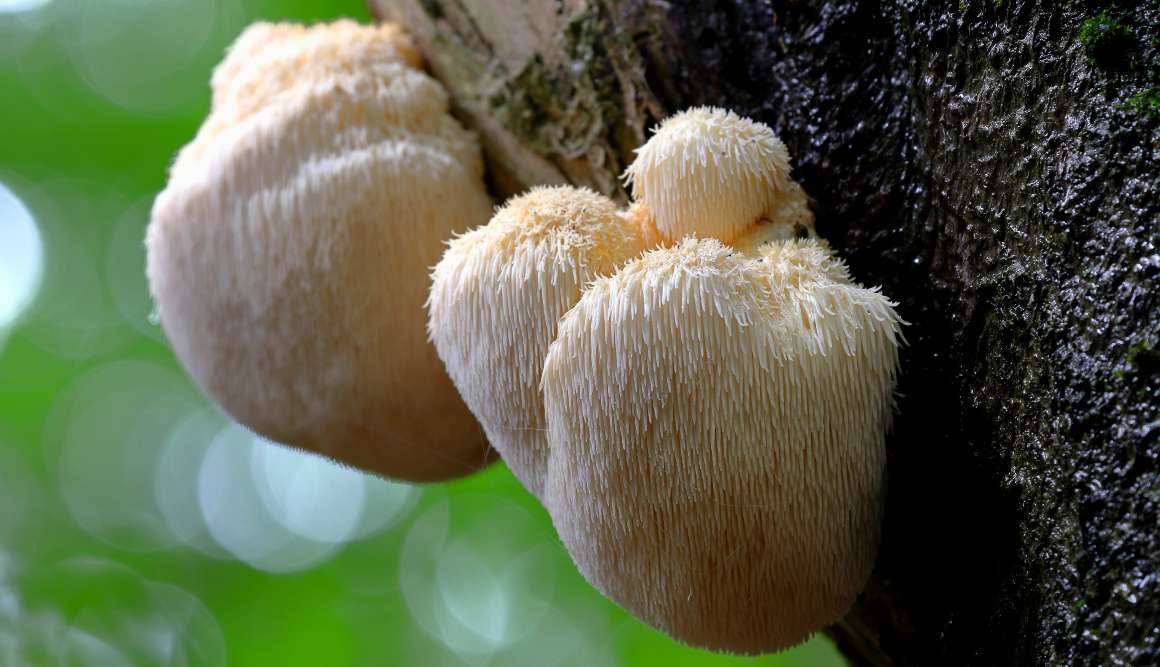 Champignon à crinière de lion : 9 bienfaits pour la santé et plus encore