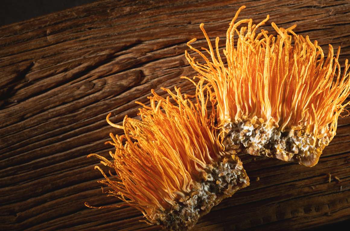 Quels sont les effets du cordyceps sur le cerveau ?