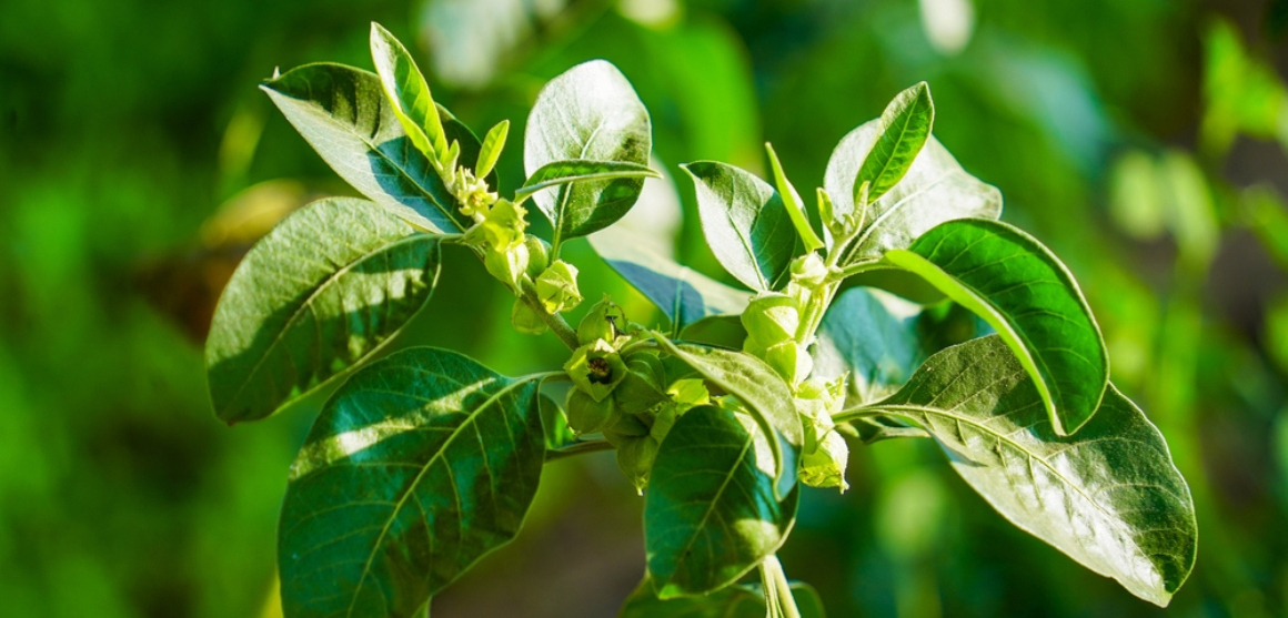 Quels sont les avantages et les inconvénients de l'ashwagandha ?