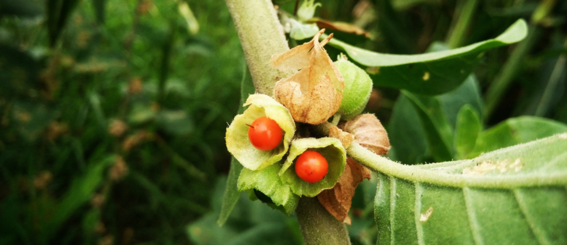 Prenez-vous l'ashwagandha le soir ou le matin ?