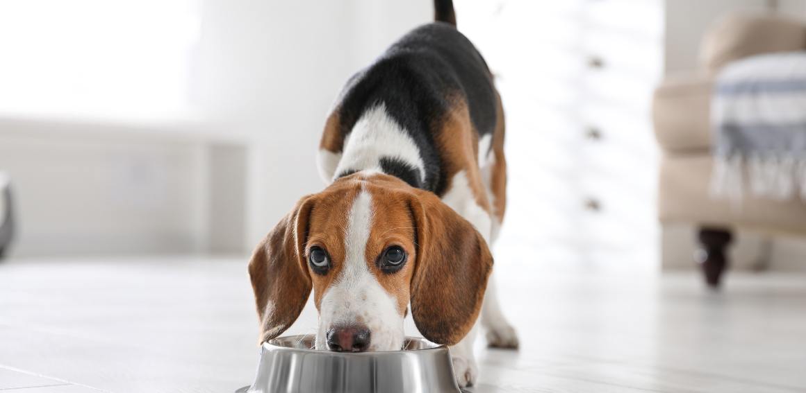 CBD pour chiens pour l'appétit