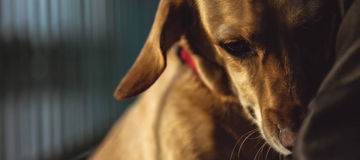 Est-ce que je peux donner de l'huile de cbd à mon chien pour l'anxiété ?