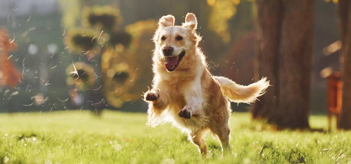 Le cbd peut-il calmer un chien hyperactif ?