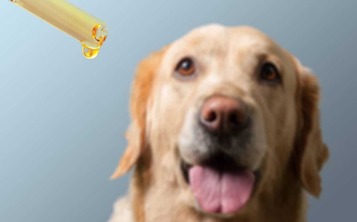 Est-ce que je peux donner du cbd à mon chien tous les jours ?