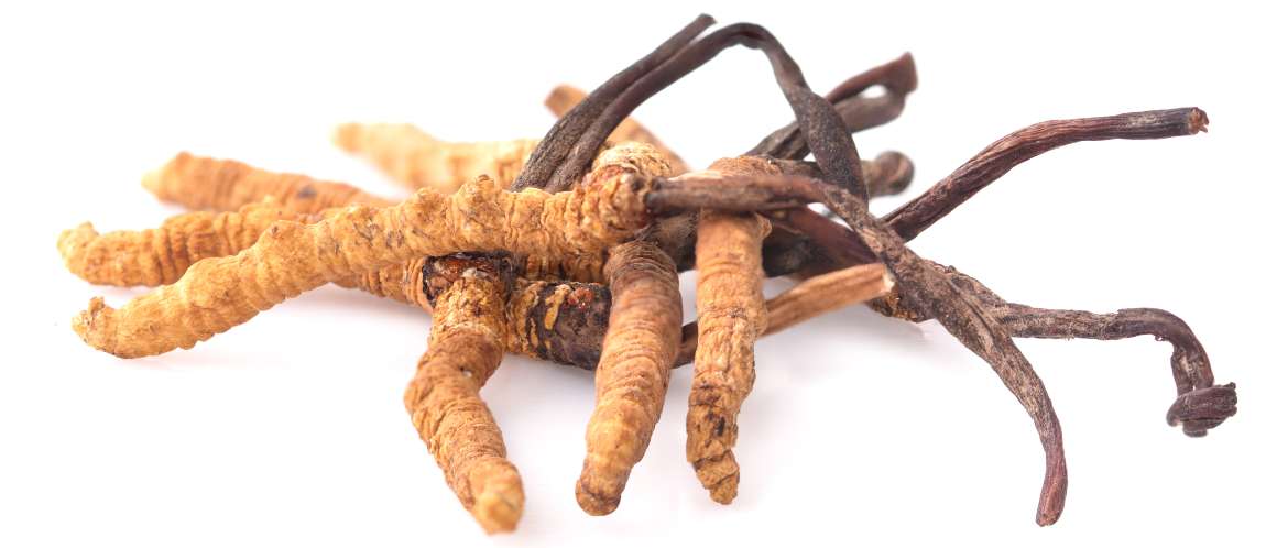 Combien de temps faut-il pour obtenir des résultats avec le cordyceps ?