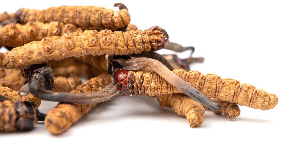 Peut-on prendre du cordyceps tous les jours ?