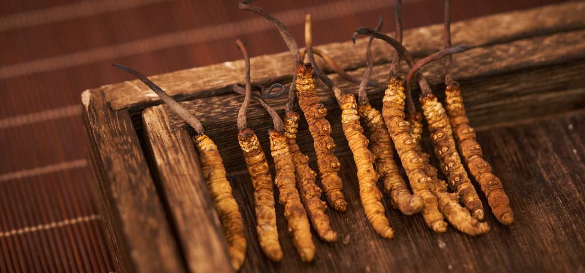 Le cordyceps doit-il être pris à jeun ou avec de la nourriture ?