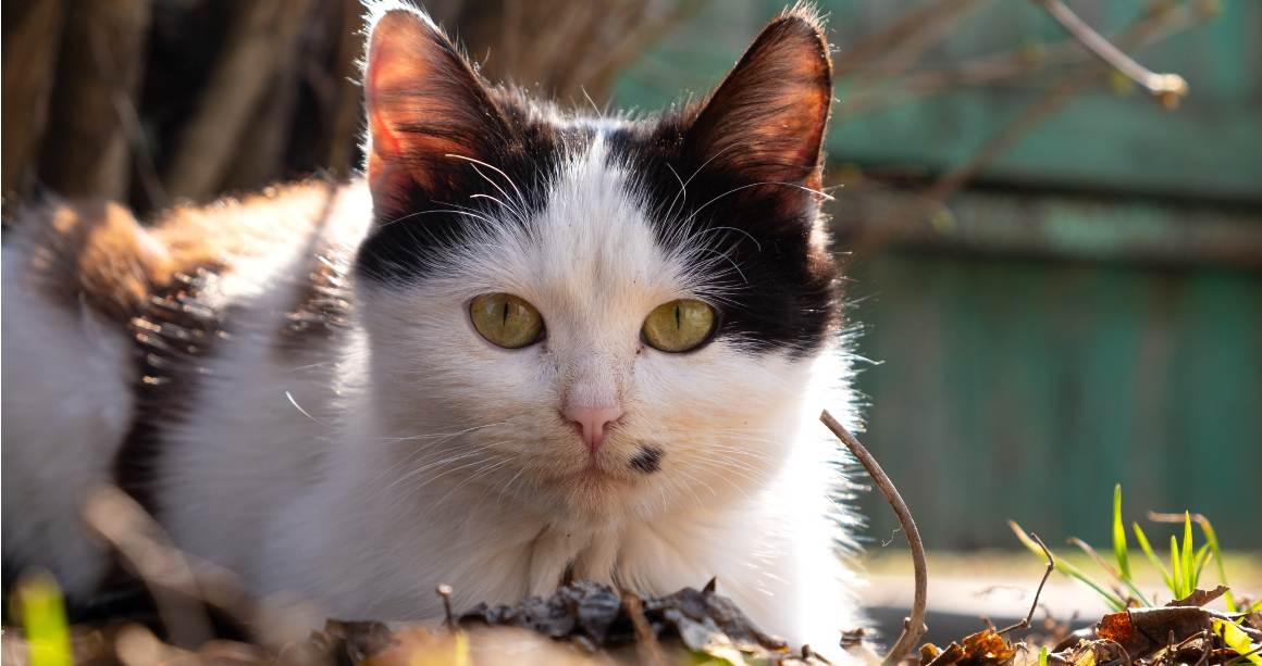 L'huile de CBD peut-elle aider les chats en cas de démangeaisons ?