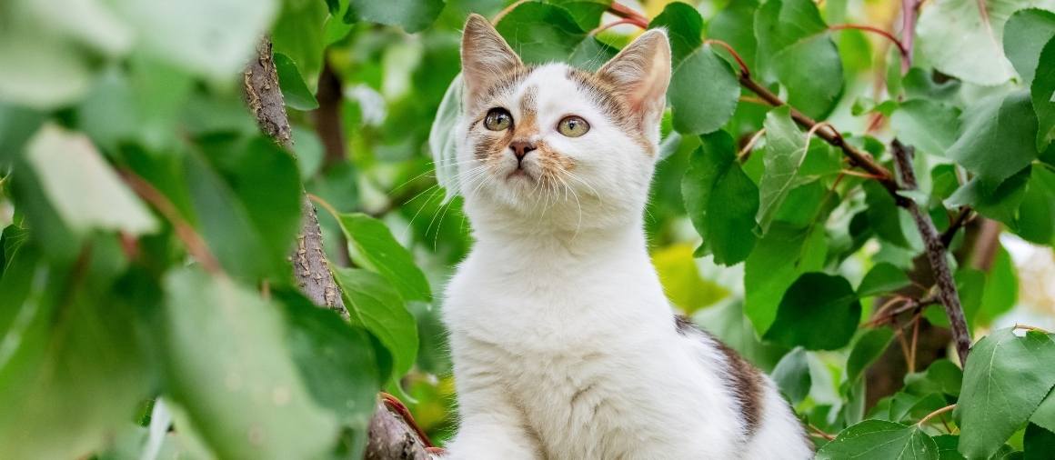 Les chats peuvent-ils absorber du CBD par la peau ?